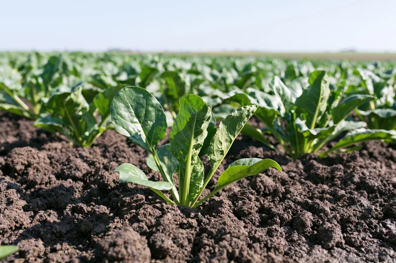 Young sugar beet seedlings growing in rows of dark tilled soil in a farm field