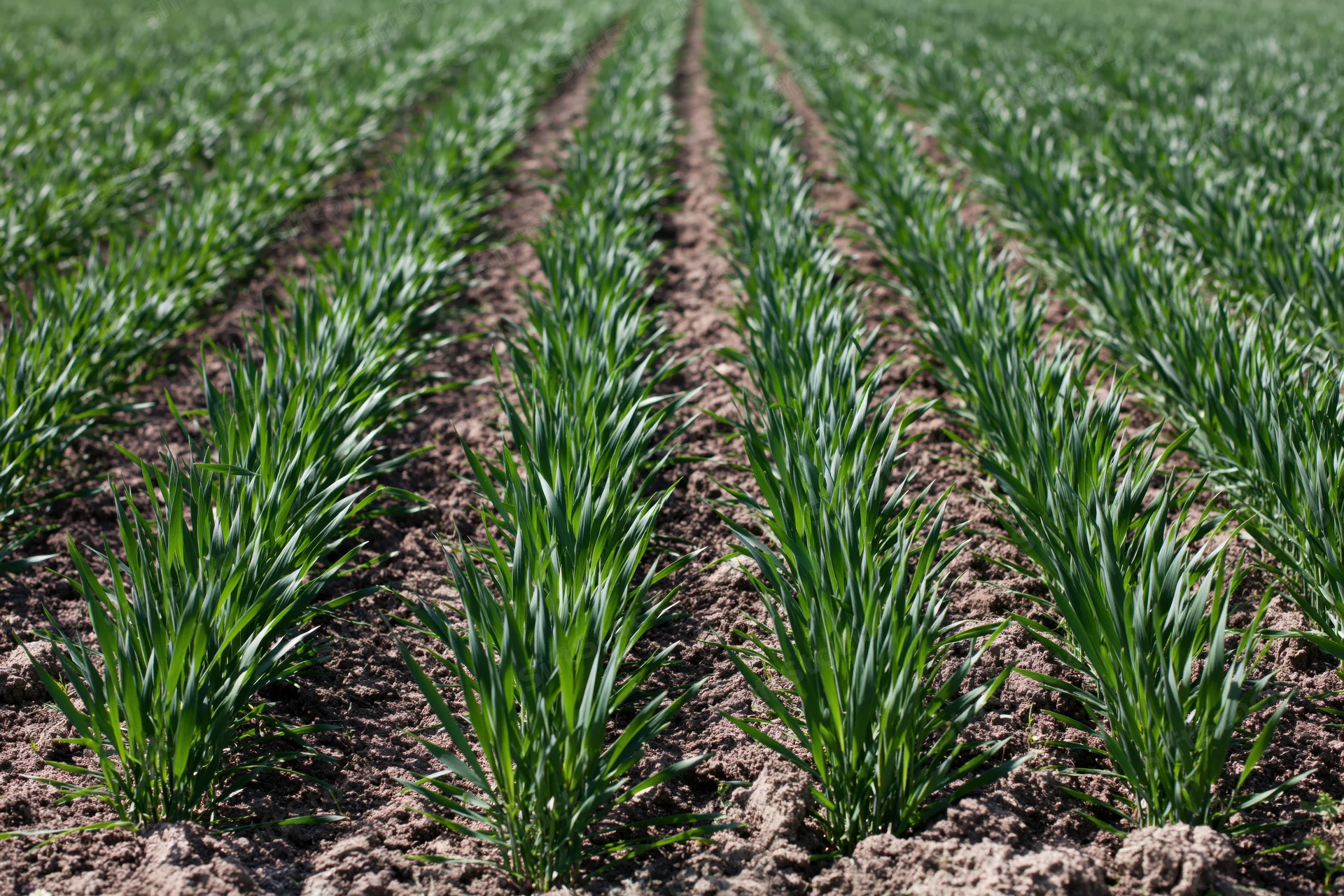 Young wheat plants growing in neat parallel rows in a cultivated field