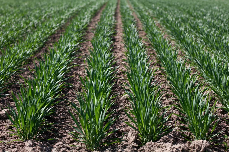 Young wheat plants growing in neat parallel rows in a cultivated field