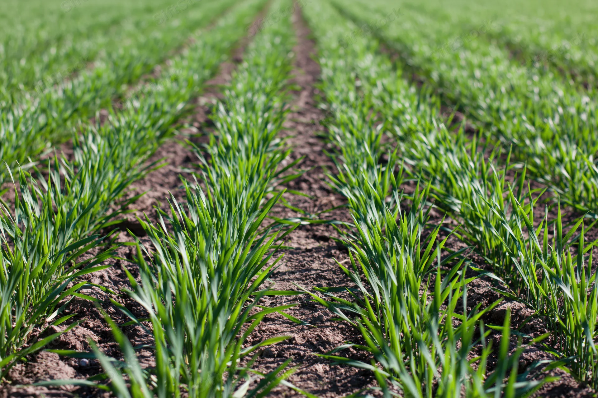 Young wheat crop growing in neat parallel rows in a cultivated field
