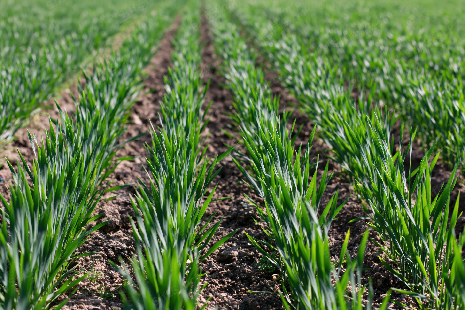 Young wheat crop growing in neat parallel rows across a cultivated field