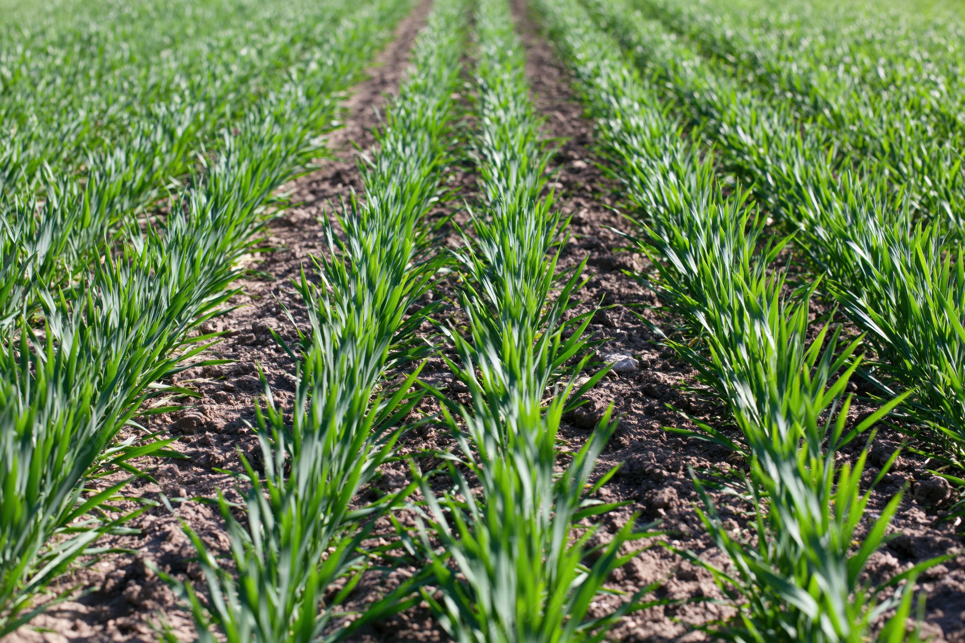 Young wheat crop growing in neat parallel rows in a cultivated field