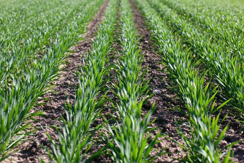 Young wheat crop growing in neat parallel rows in a cultivated field