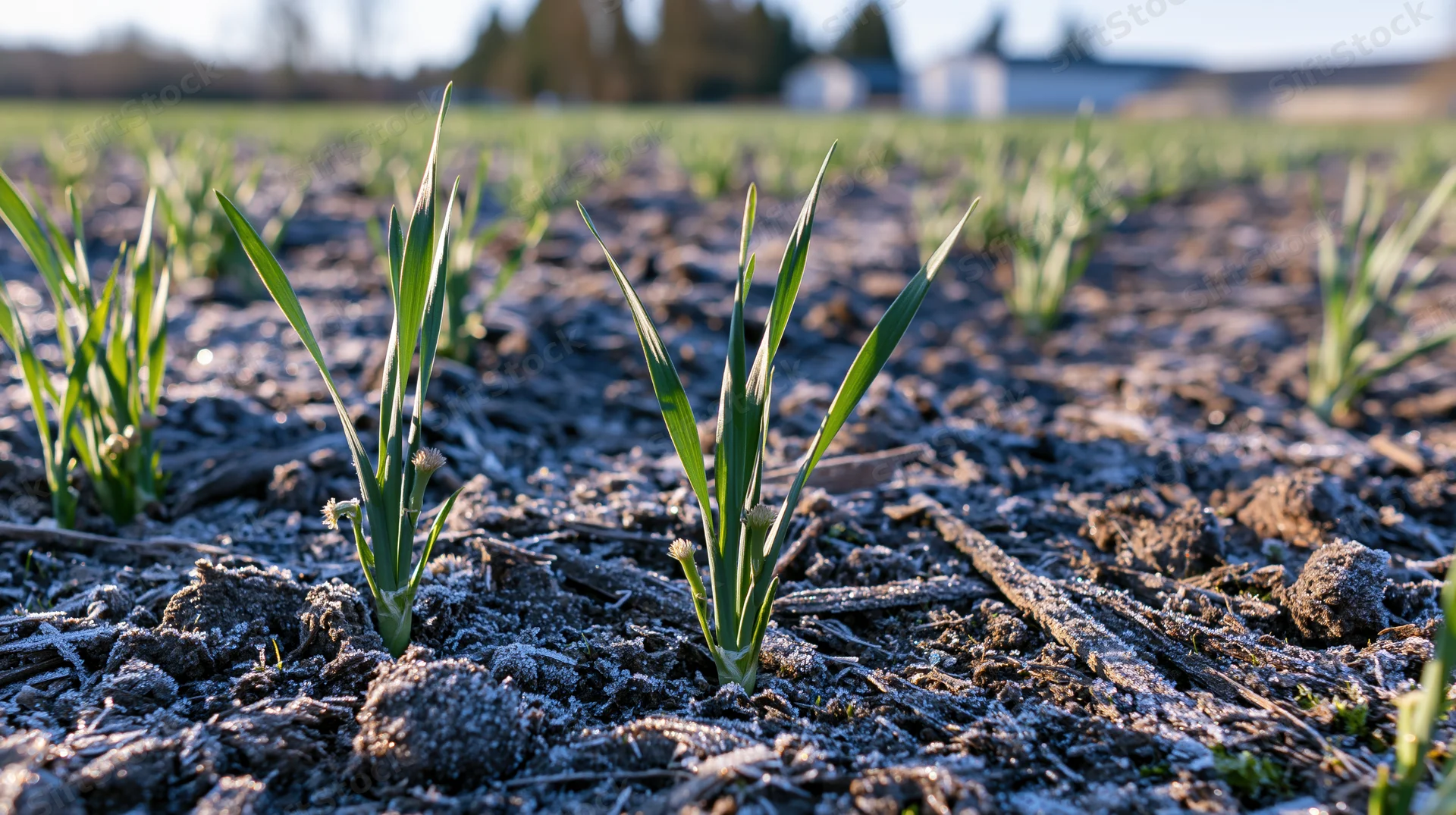 Young green seedlings emerging from frost-covered soil in a rural field