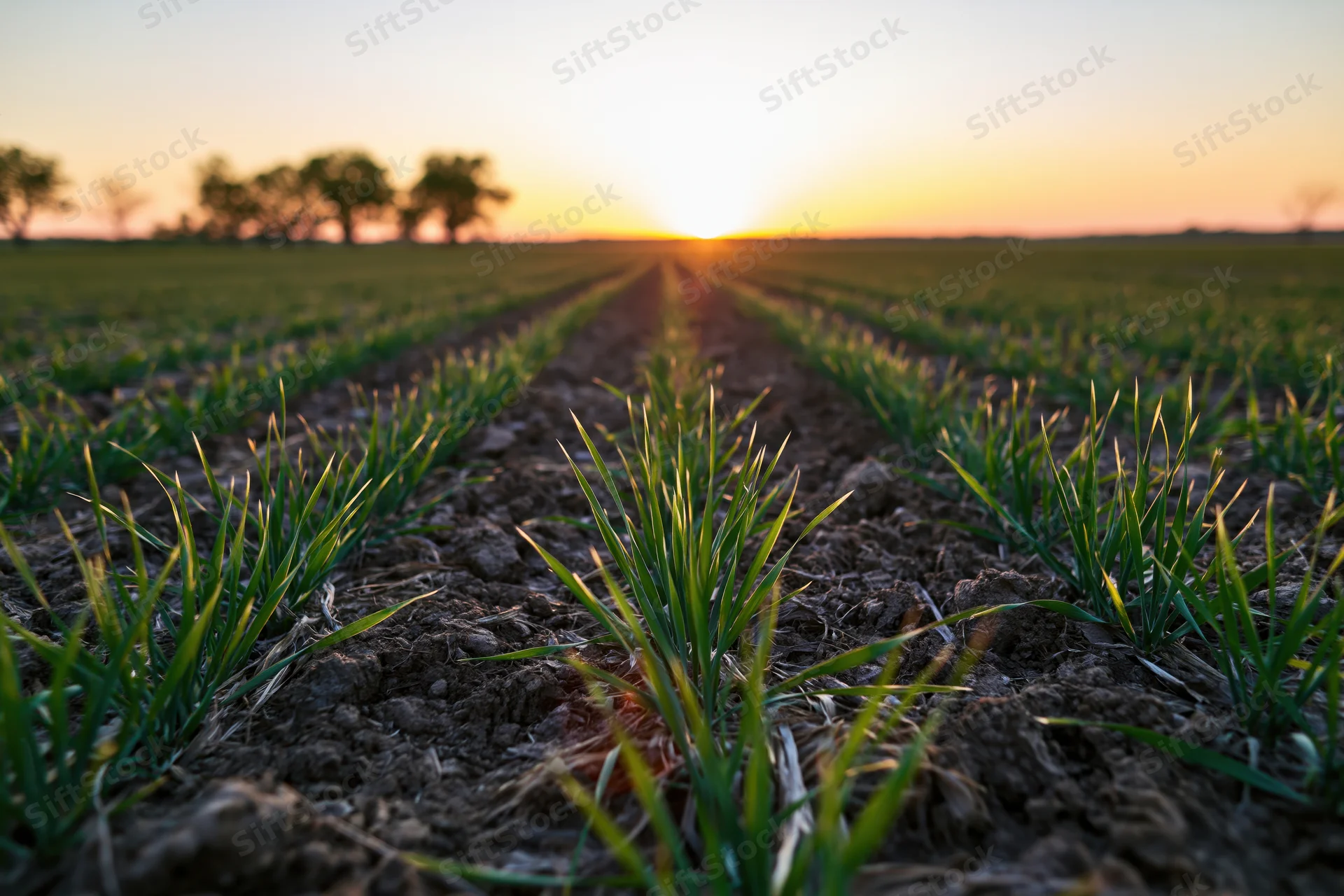 Young wheat seedlings growing in neat rows across a field at sunset