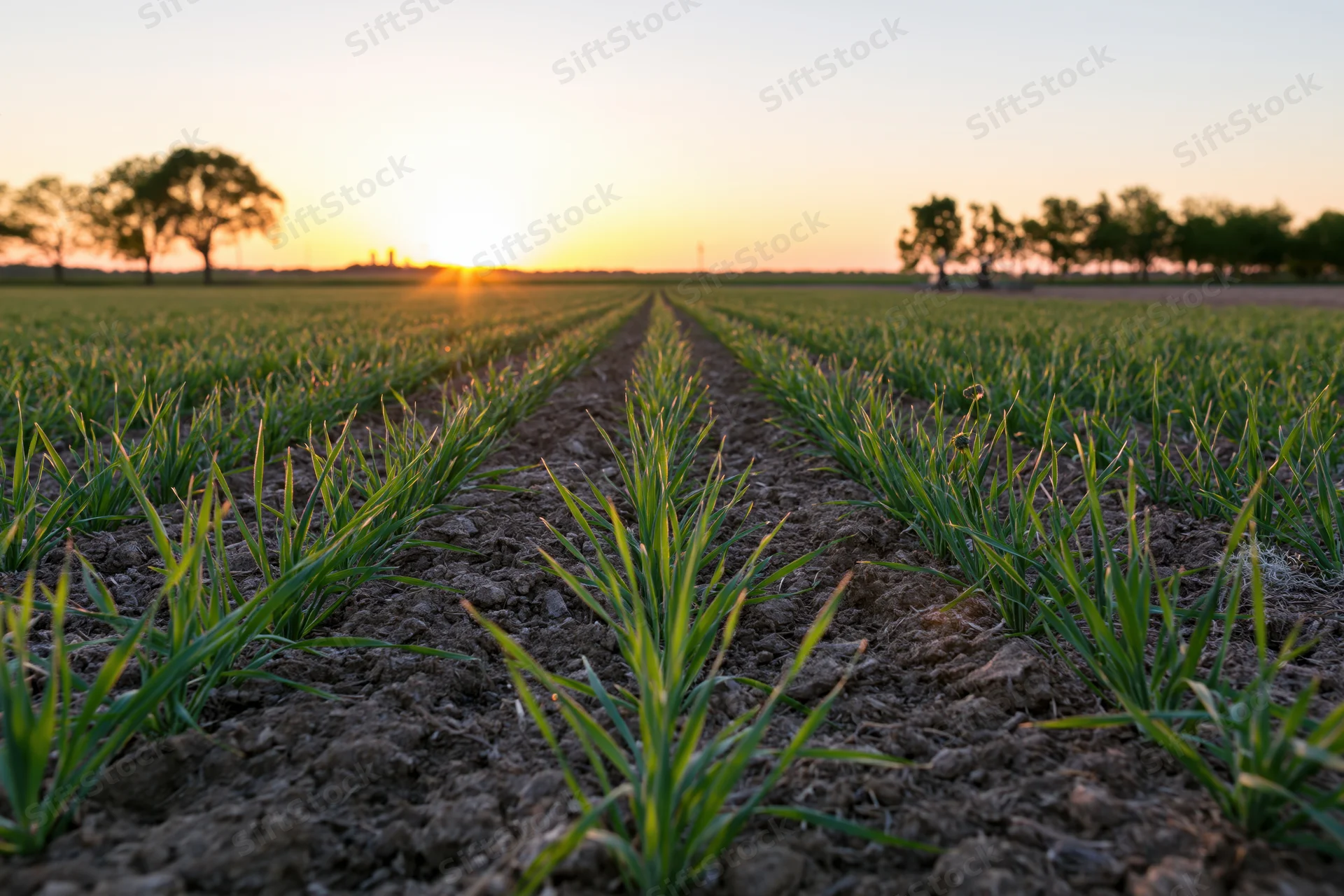 Young wheat seedlings growing in neat rows across a field at sunset