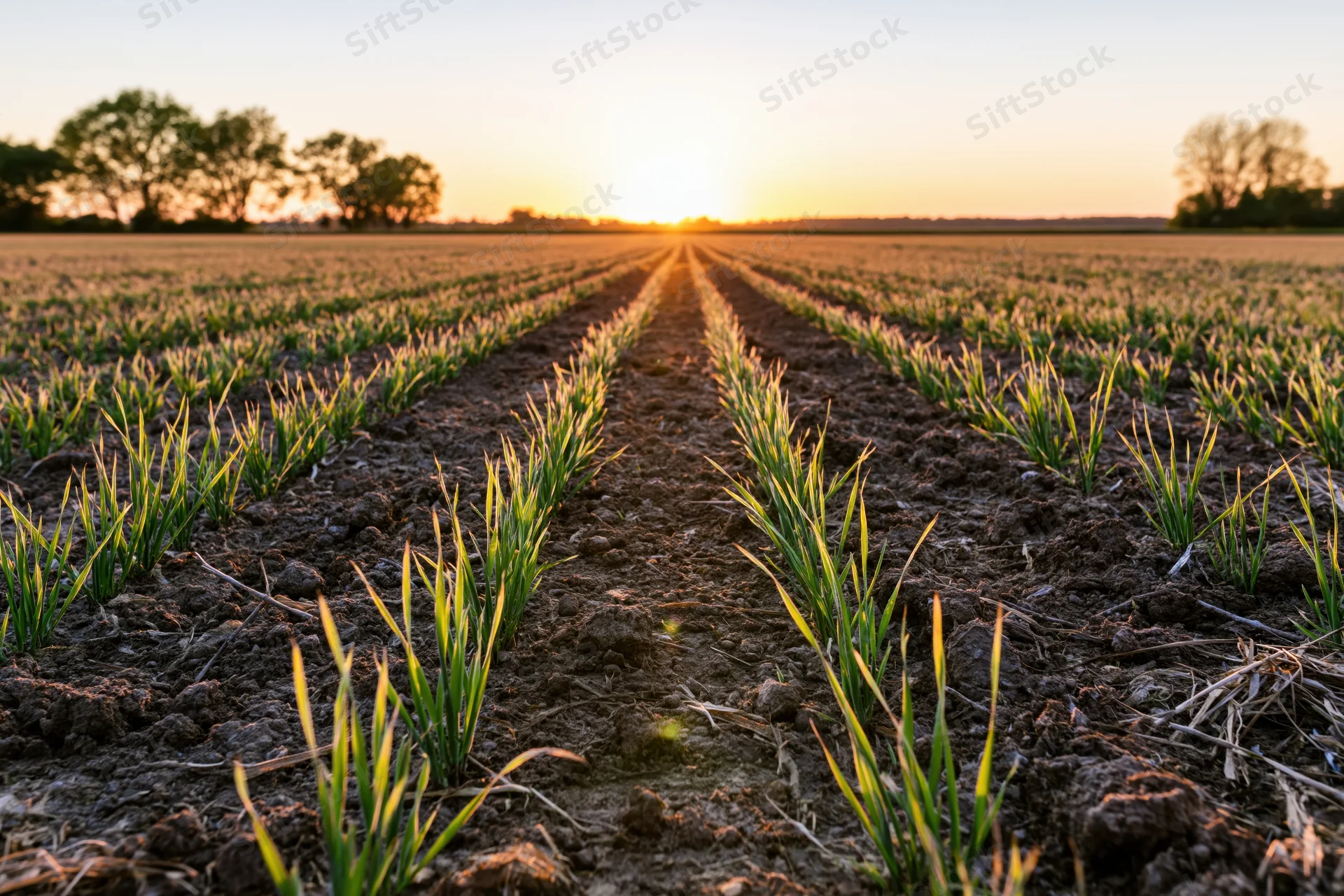 Young wheat seedlings growing in neat rows across a field at sunrise
