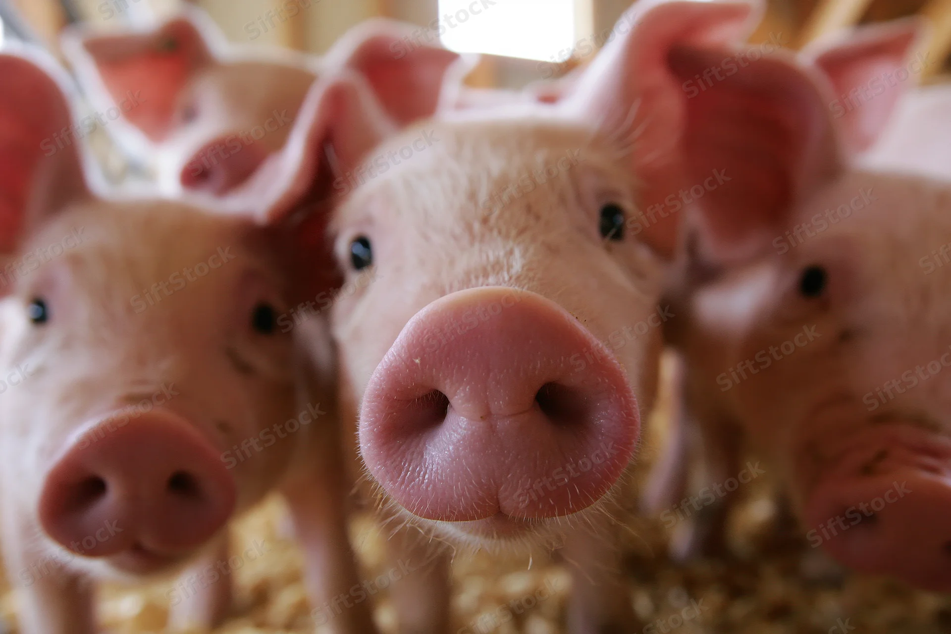 Close-up of piglets facing camera in a barn with straw flooring