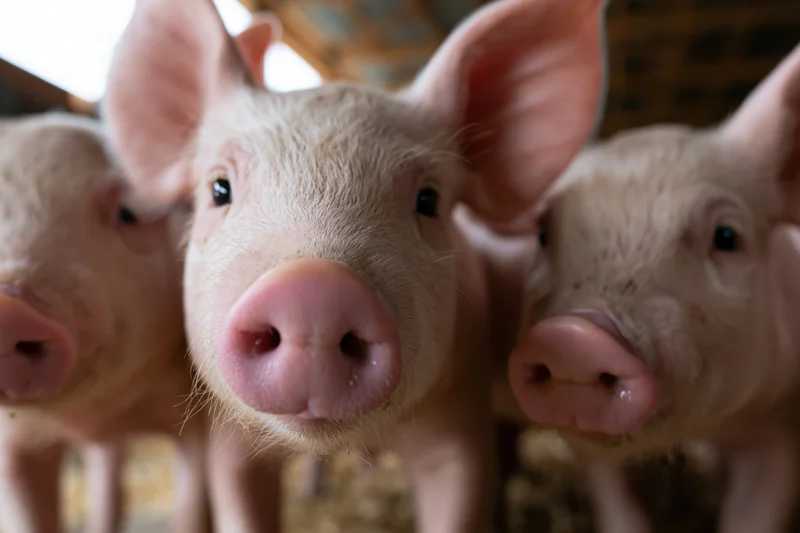 Three piglets facing camera in a barn setting