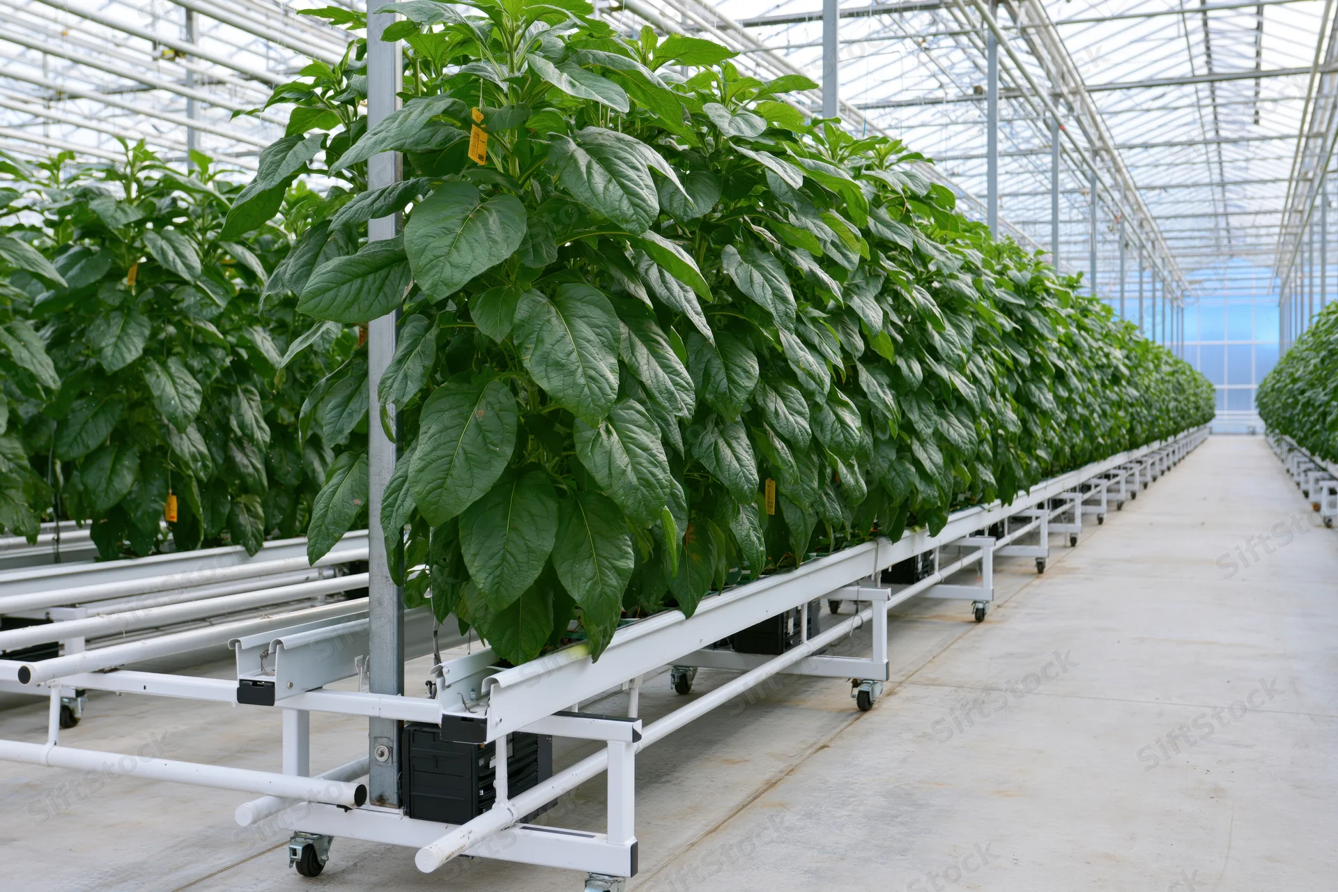 Rows of leafy green plants growing in hydroponic trays inside a large commercial greenhouse