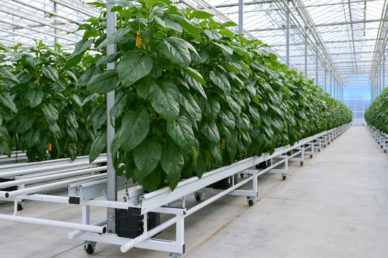 Rows of leafy green plants growing in hydroponic trays inside a large commercial greenhouse