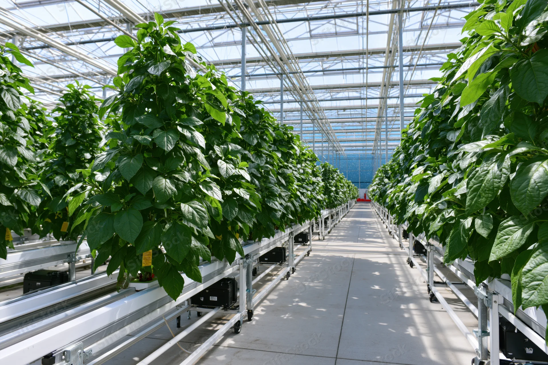 Rows of leafy plants growing in hydroponic trays inside a large commercial greenhouse