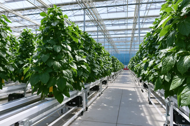 Rows of leafy plants growing in hydroponic trays inside a large commercial greenhouse