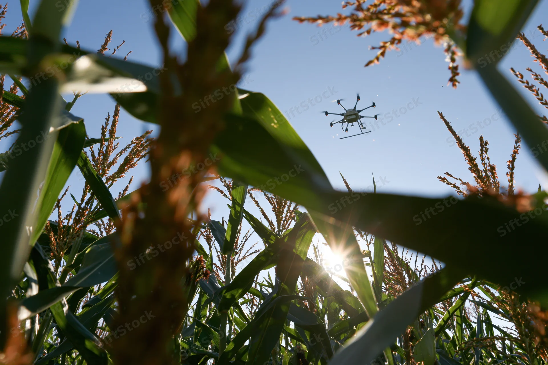 Drone flying over cornfield viewed from ground level through stalks with sun shining through leaves