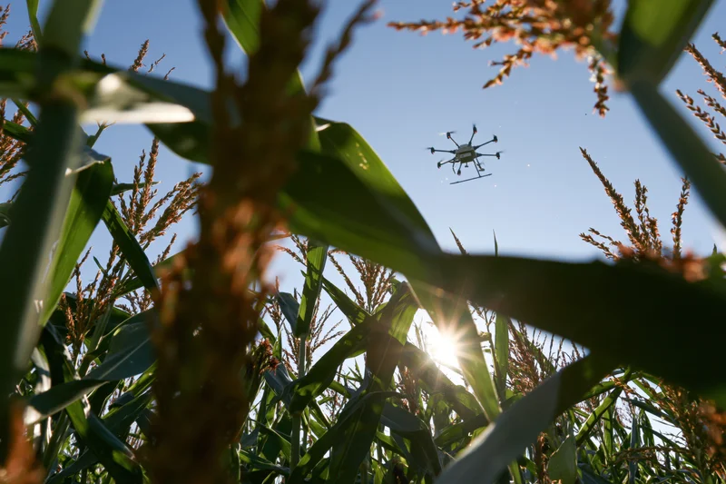 Drone flying over cornfield viewed from ground level through stalks with sun shining through leaves