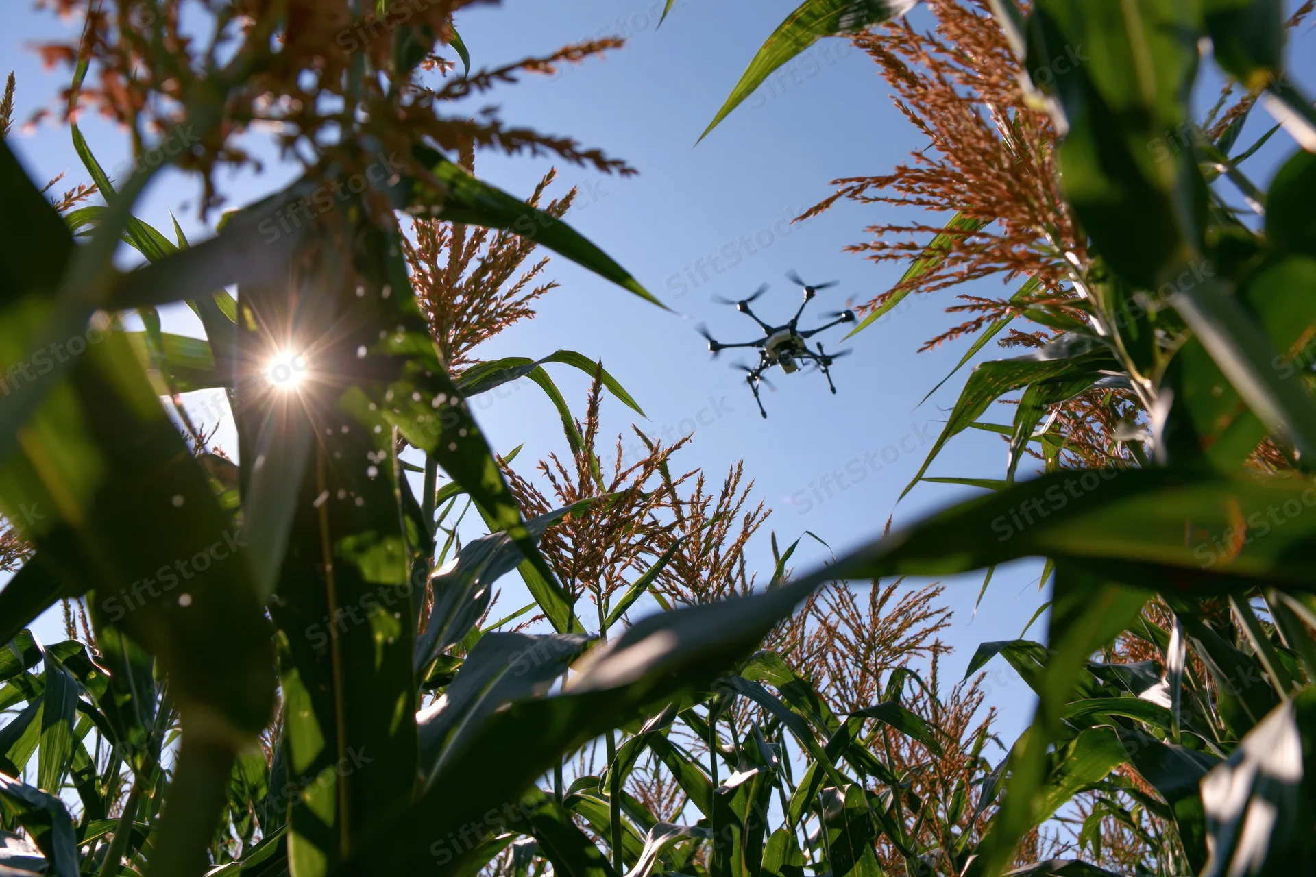 Drone flying over cornfield viewed from ground level through stalks with sun shining through leaves