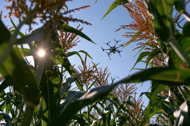 Drone flying over cornfield viewed from ground level through stalks with sun shining through leaves