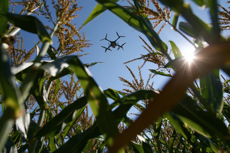 Unretouched candid photo taken from groundlevel through corn