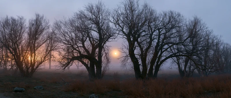 Gnarled bare willow trees standing in a misty meadow at dawn