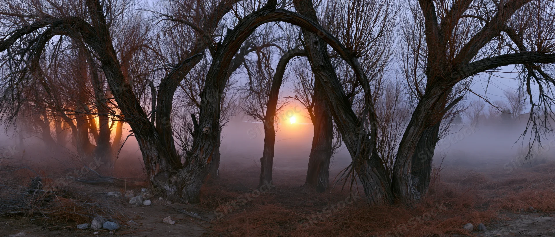 Gnarled bare willow trees in a misty meadow at dawn