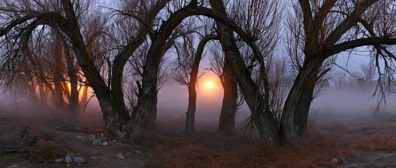 Gnarled bare willow trees in a misty meadow at dawn