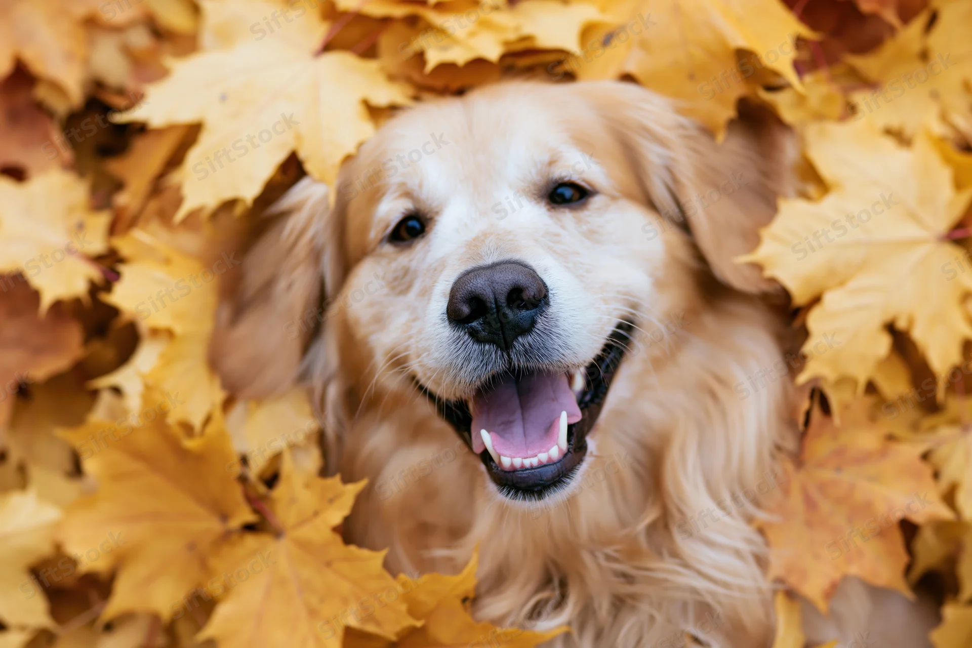 Golden retriever lying buried in a pile of fallen autumn leaves