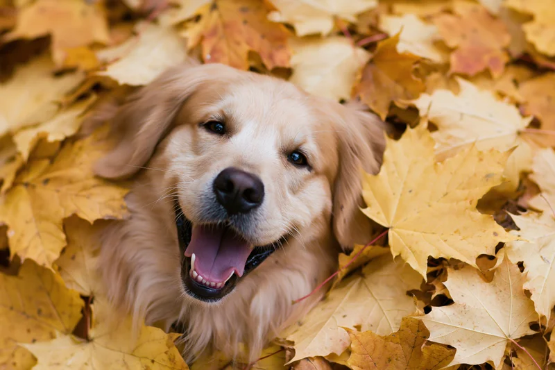 Golden retriever lying buried in a pile of fallen autumn leaves