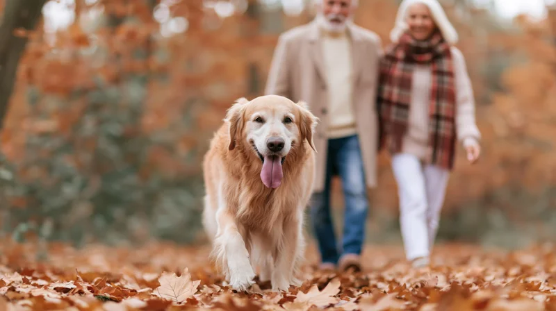 Golden retriever trotting toward camera with tongue out on leaf-covered path as senior couple walks behind in autumn park