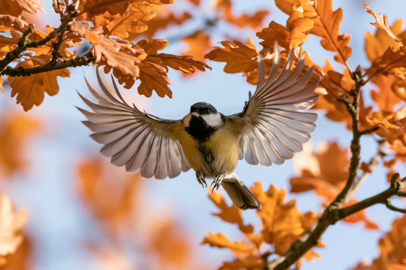 Great tit in mid-flight with wings spread between autumn oak branches