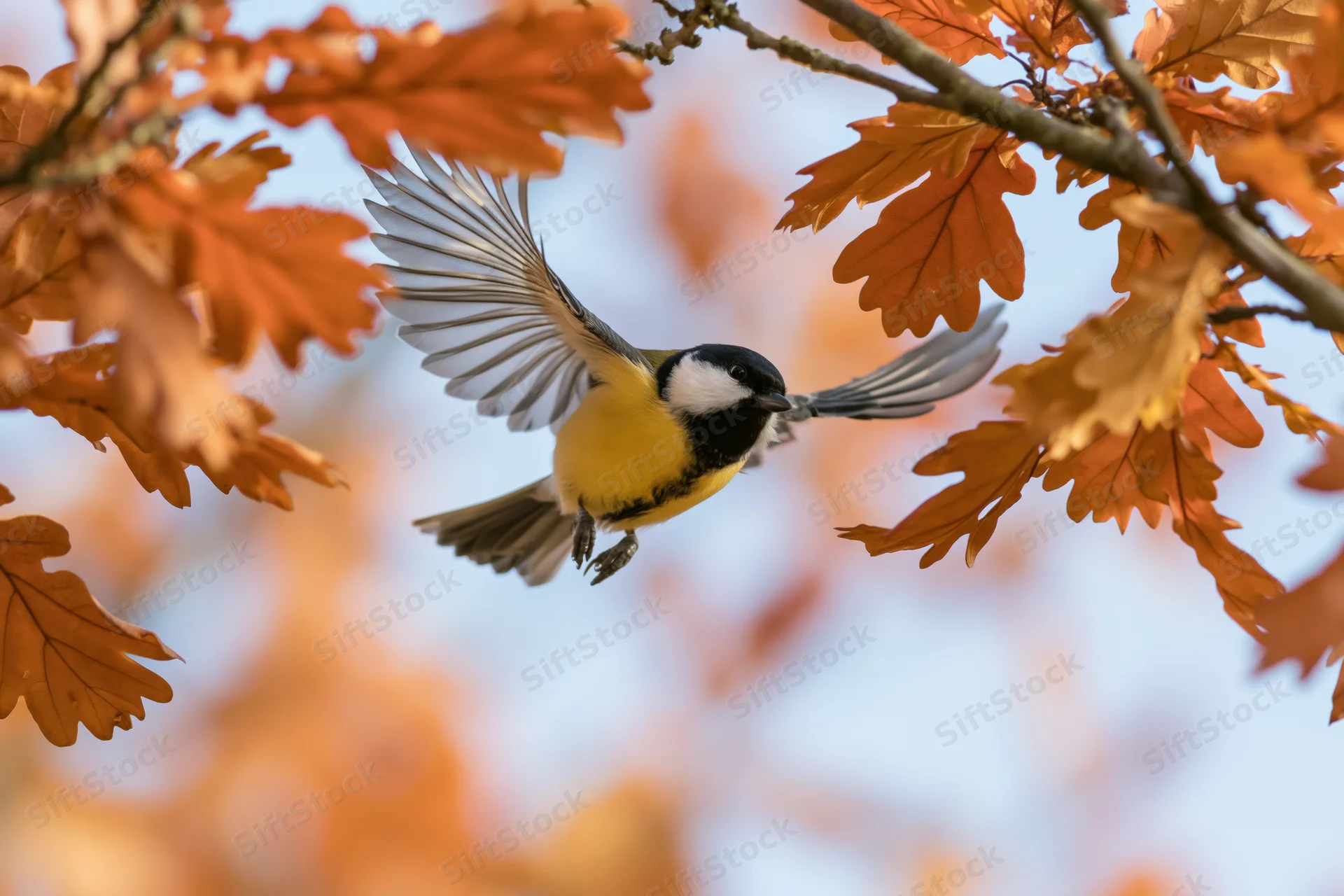 Great tit in mid-flight with wings spread among orange autumn oak leaves