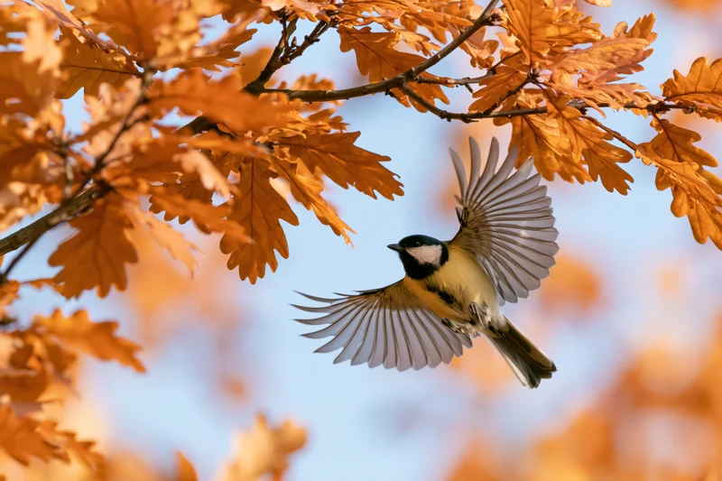 Great tit in mid-flight with wings spread among orange autumn oak leaves