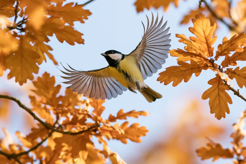 Great tit in mid-flight with wings spread among autumn oak leaves