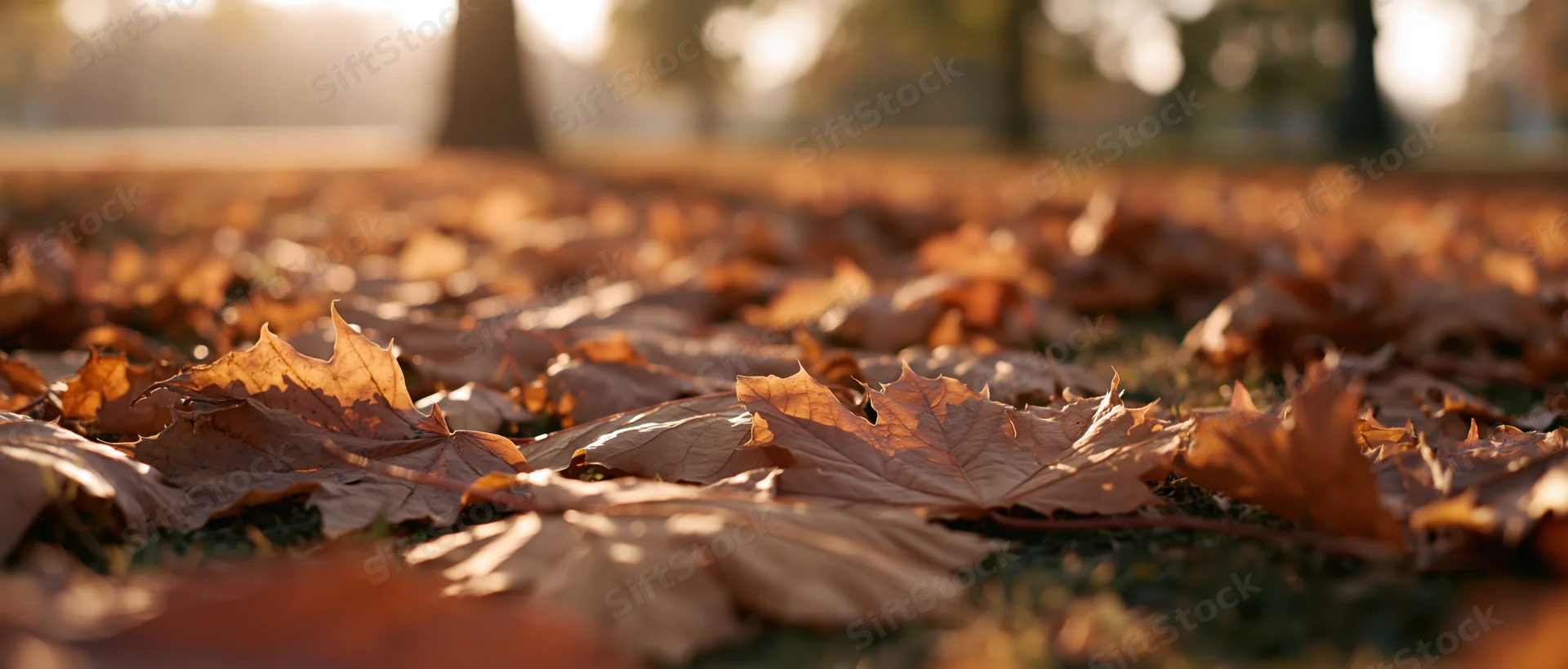 Fallen maple leaves covering ground in autumn park at golden hour