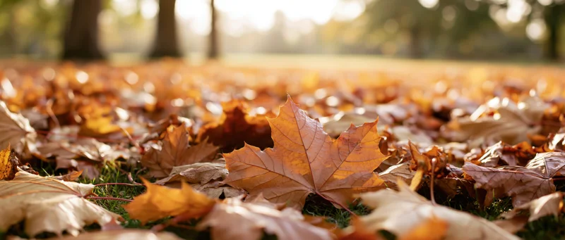 Fallen maple leaves covering the ground in a sunlit park during autumn