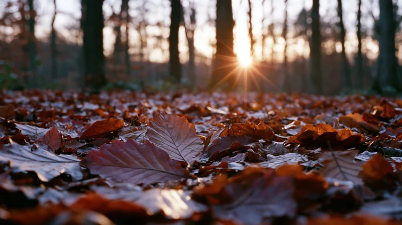 Ground-level view of forest floor covered in fallen autumn leaves with sun setting through trees