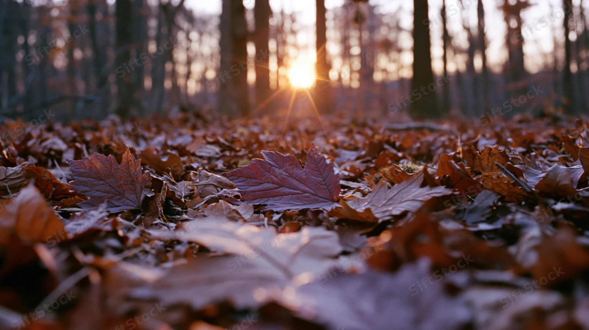 Ground-level view of forest floor covered in fallen autumn leaves with sunlight filtering through trees at sunset