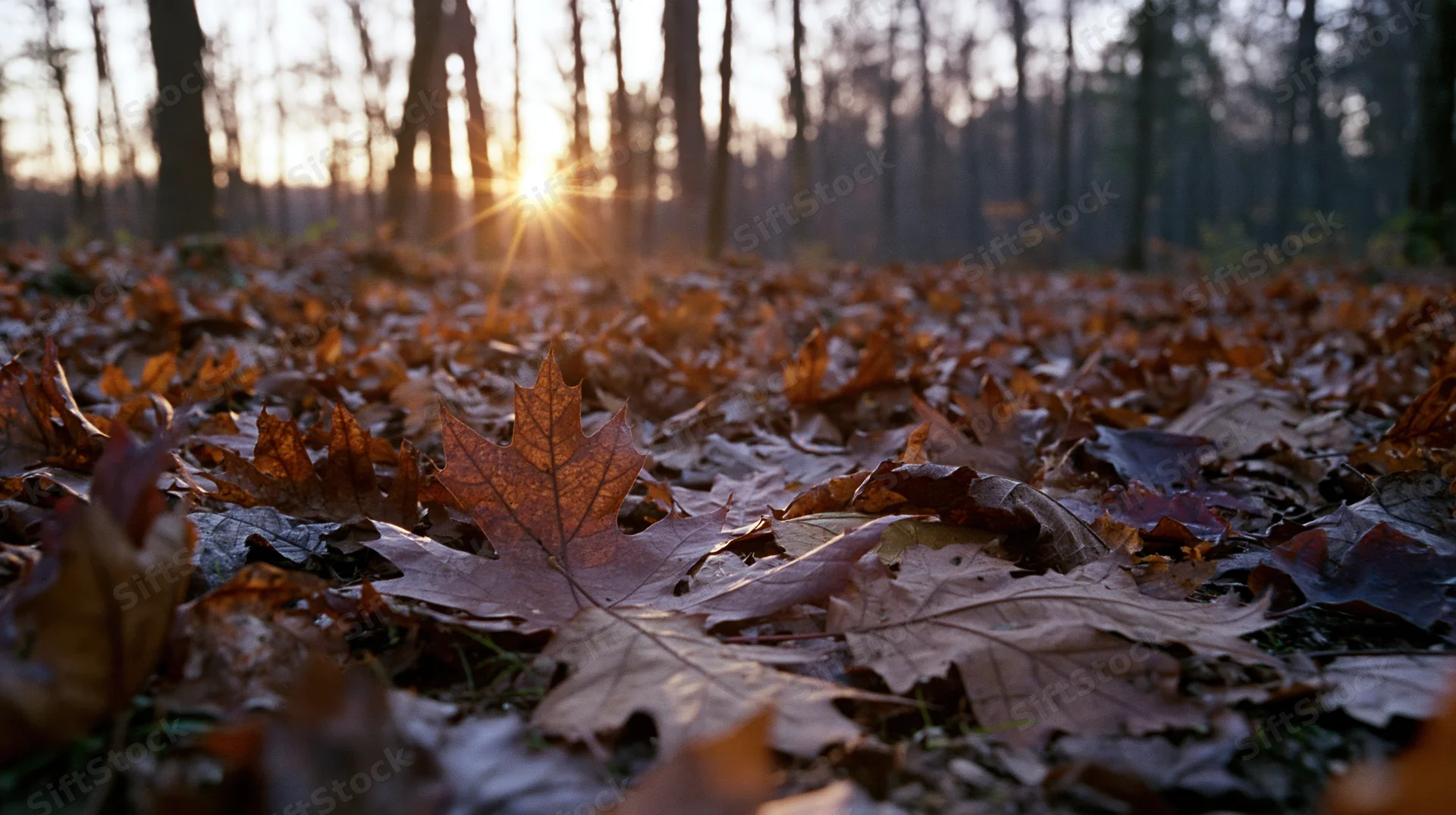 Ground-level view of forest floor covered in fallen autumn leaves with sunlight filtering through trees at dusk