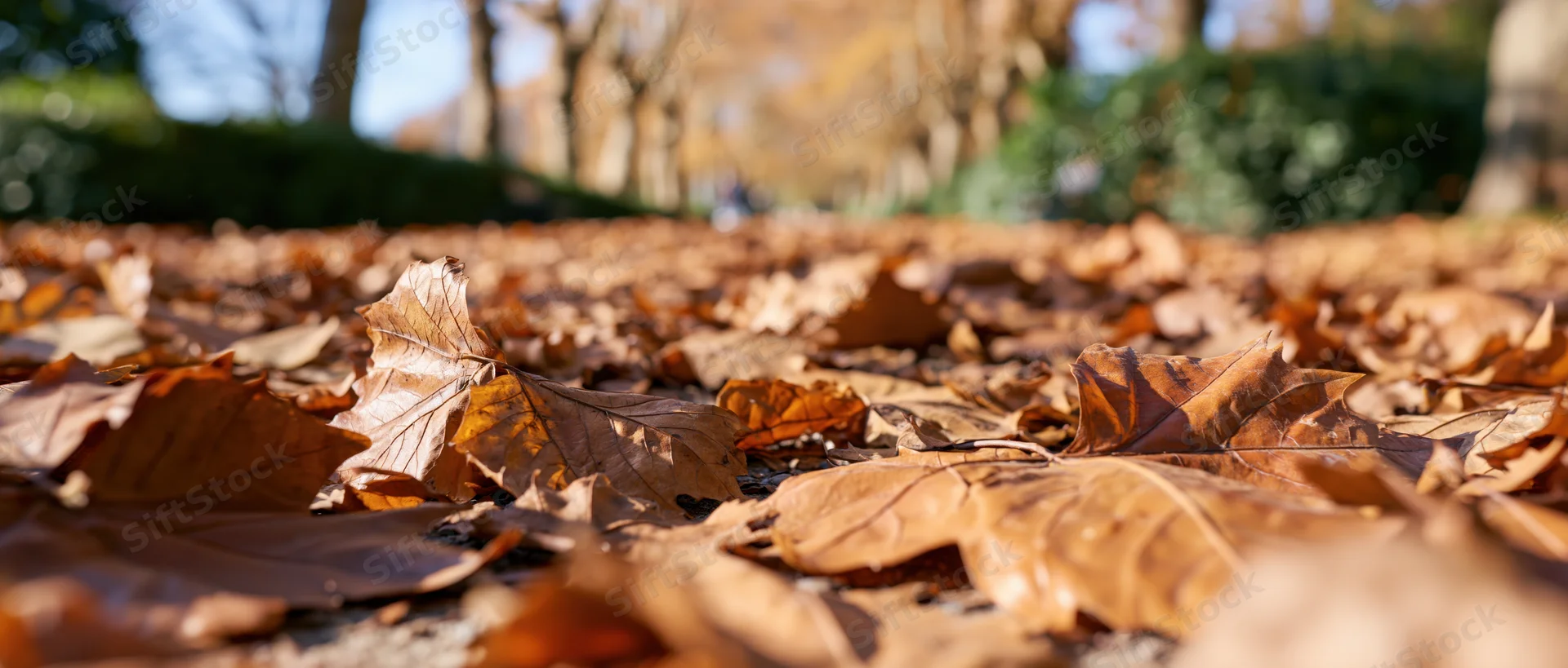 Fallen autumn leaves carpeting the ground in a park with trees and hedges in the background