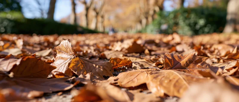 Fallen autumn leaves carpeting the ground in a park with trees and hedges in the background