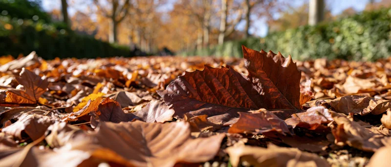 Fallen autumn leaves carpeting the ground in a park with trees in the background