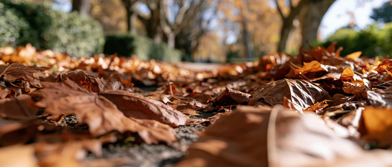 Fallen autumn leaves carpeting a park path at ground level