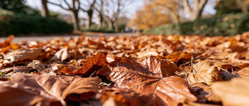 Fallen autumn leaves carpeting the ground in a park under sunlight