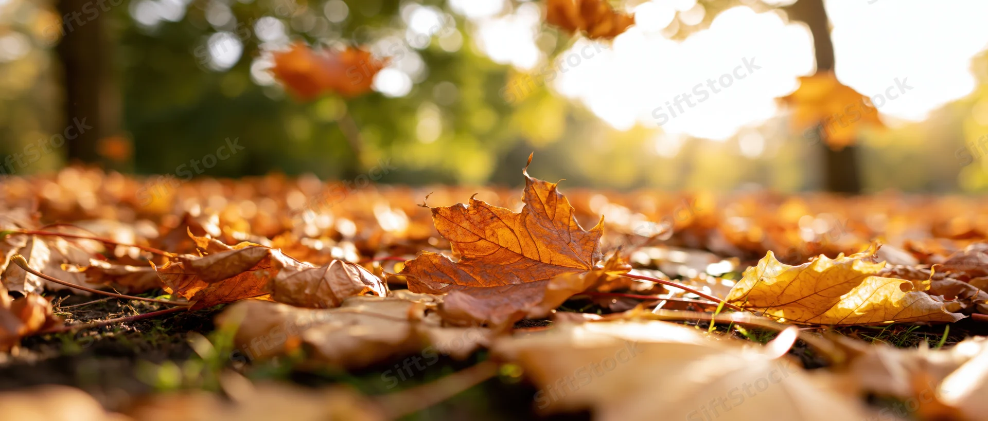 Fallen maple leaves covering ground in a park at autumn with sunlight filtering through trees