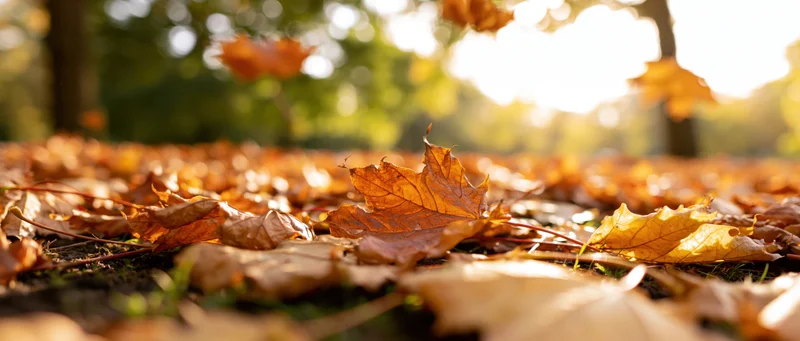 Fallen maple leaves covering ground in a park at autumn with sunlight filtering through trees
