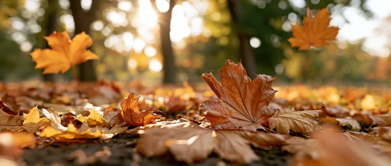 Fallen maple leaves covering ground in a park at autumn with sunlight filtering through trees