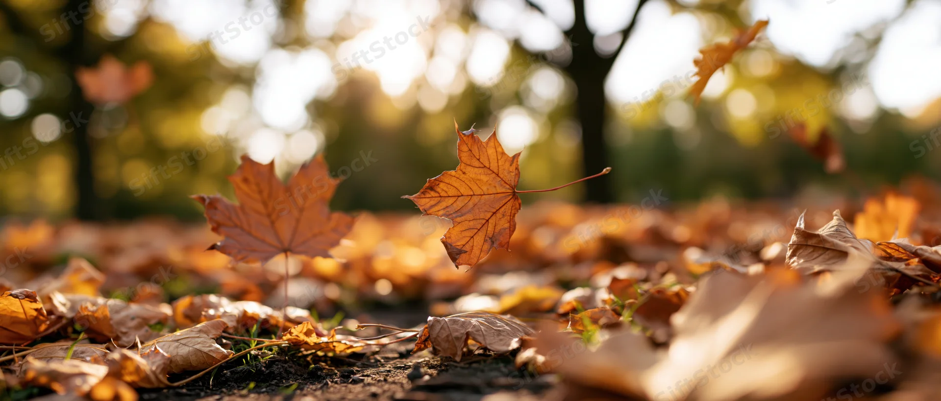 Fallen maple leaves scattered across park ground with sunlight filtering through trees