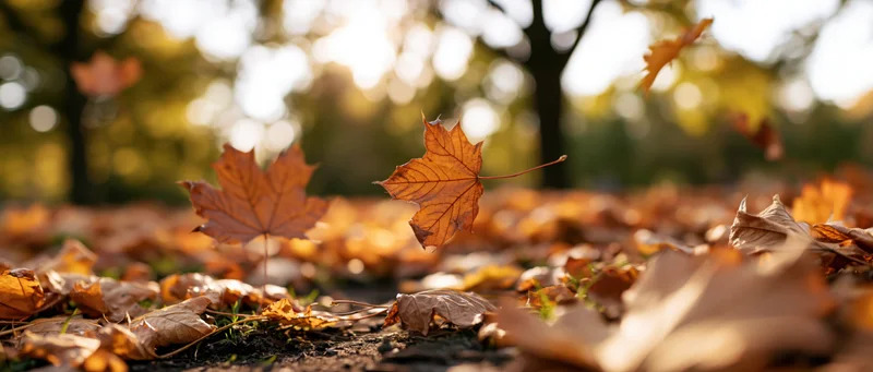 Fallen maple leaves scattered across park ground with sunlight filtering through trees