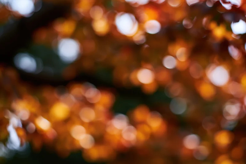 Defocused autumn foliage with warm bokeh lights filling the frame