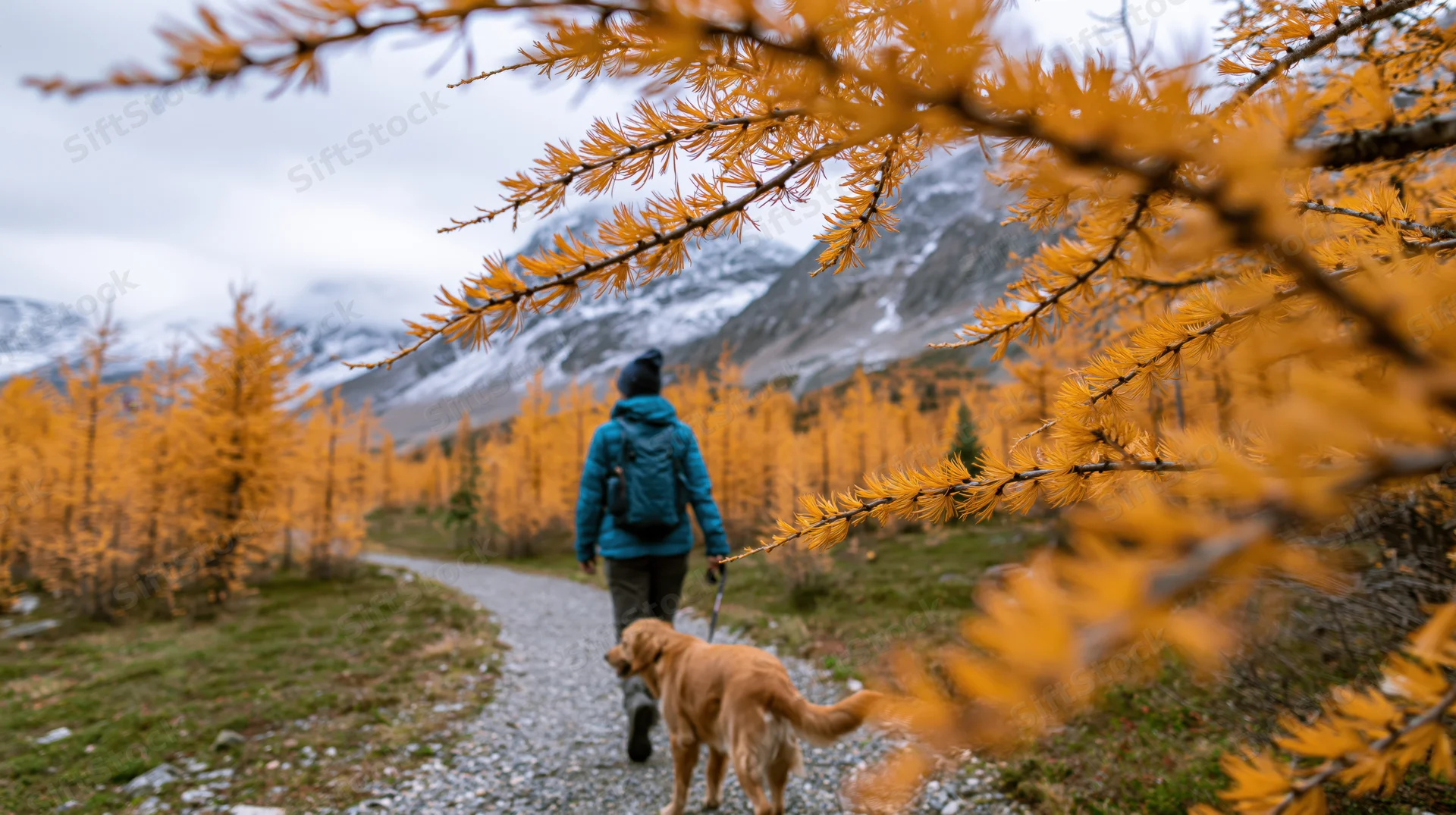 Hiker walking with dog on gravel trail through autumn larch forest toward snow-capped mountains