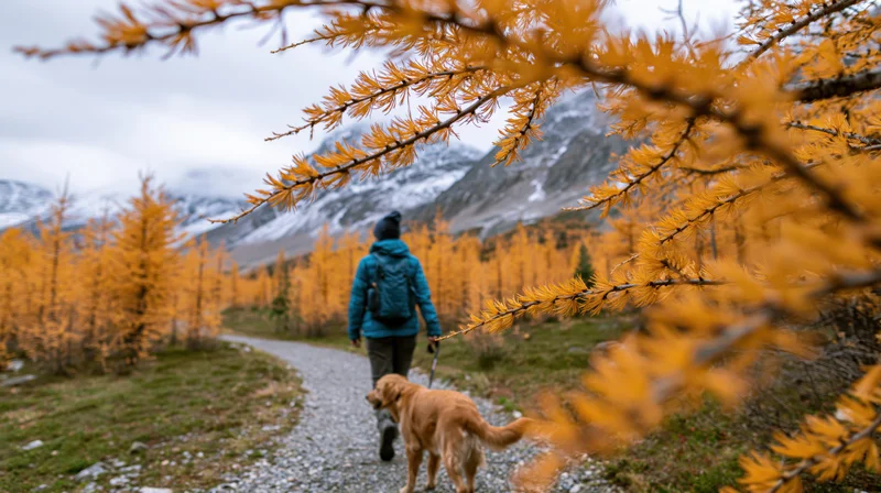 Hiker walking with dog on gravel trail through autumn larch forest toward snow-capped mountains